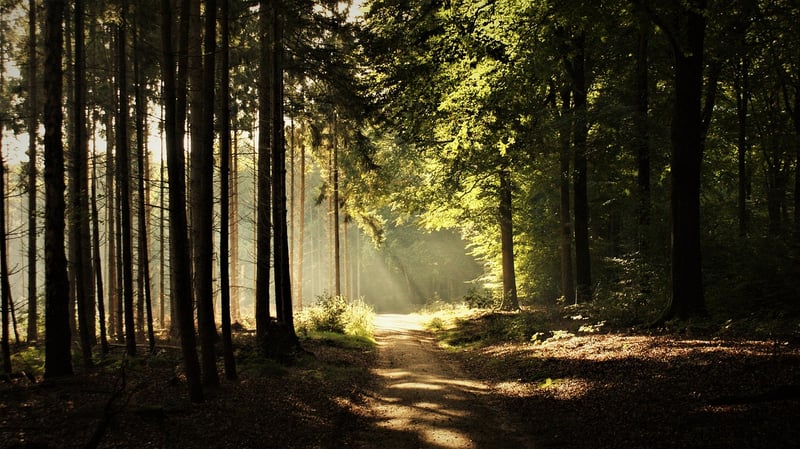 Mindful Walking Retreats
